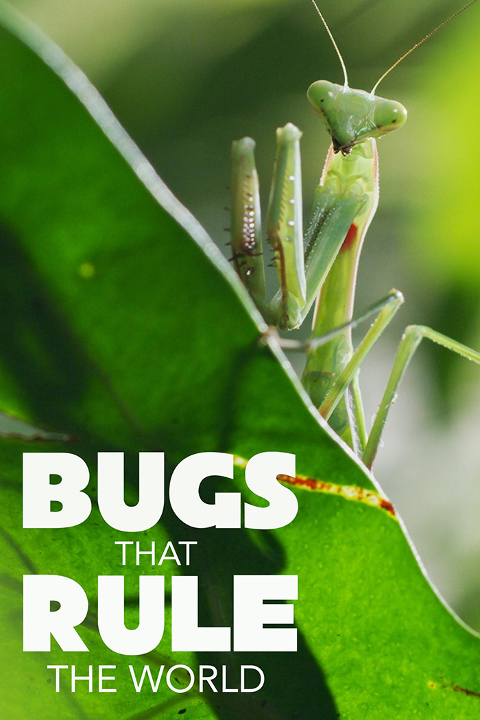 bugs that rule the world